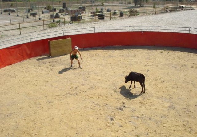  Tempting the heifer. 